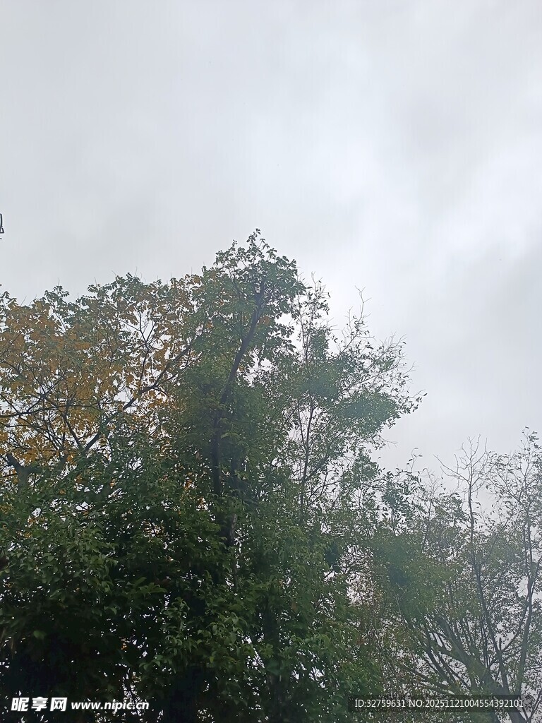 阴天中的茂密树木