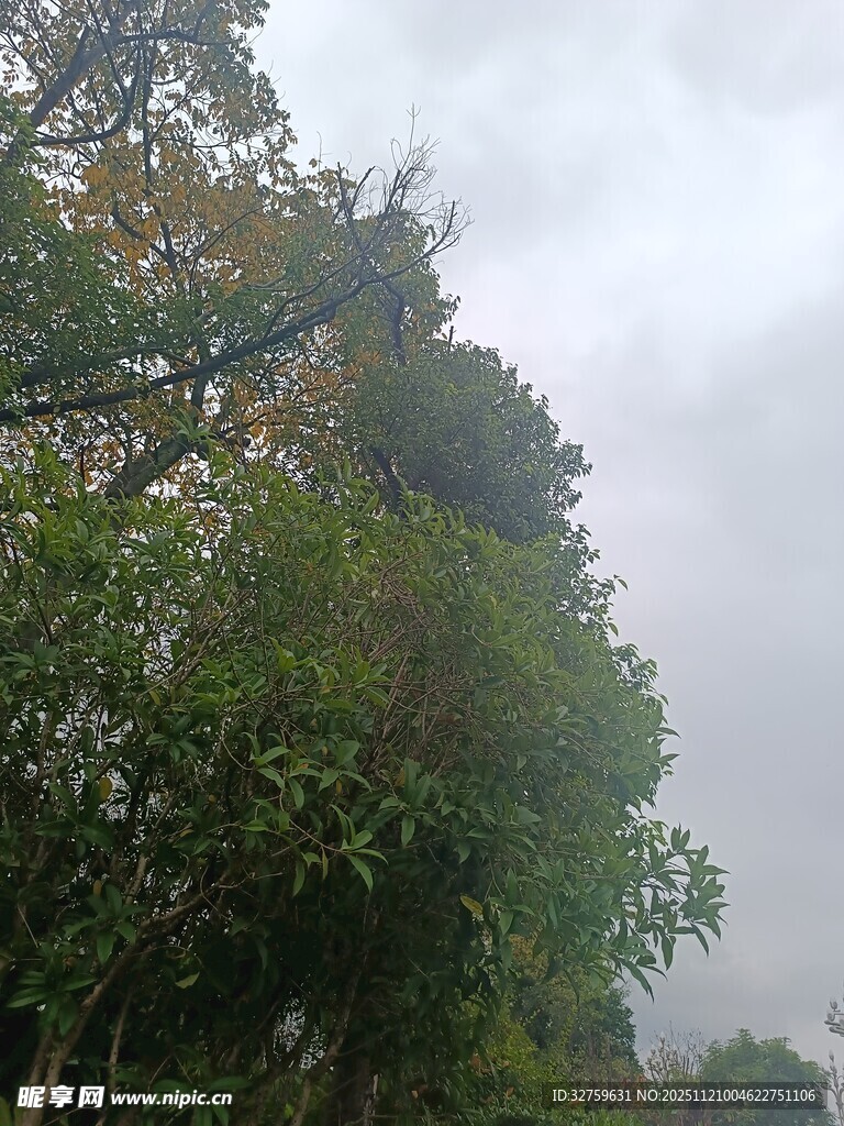 云雾中的葱郁树林