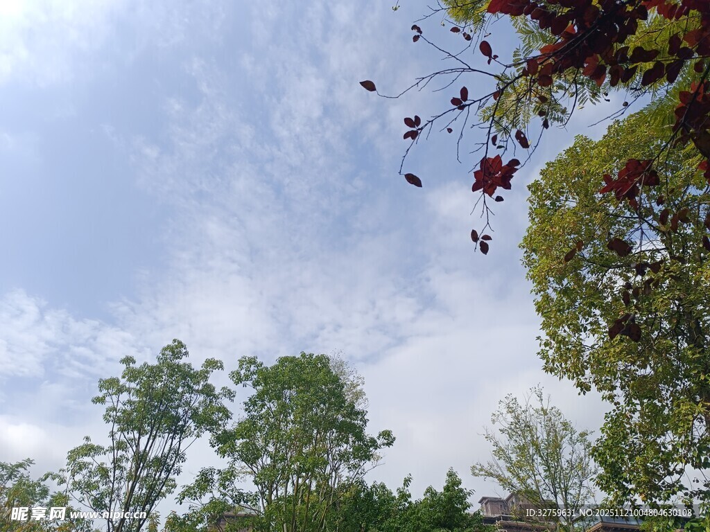 蓝天绿树间的飞鸟景致