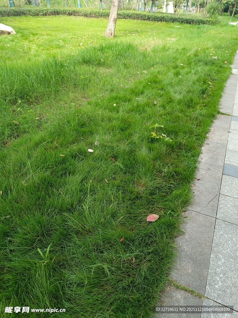 路边翠绿草地景象