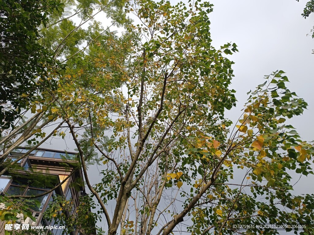 秋日繁茂树木与屋景