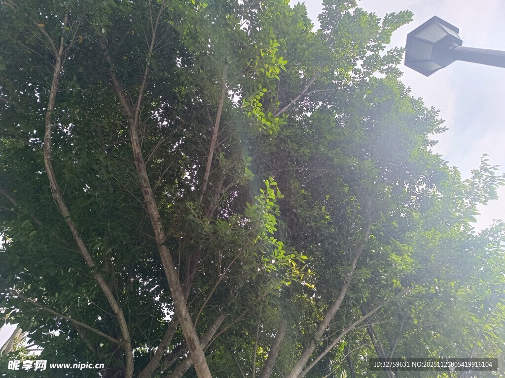 阳光透过枝叶洒下的景象