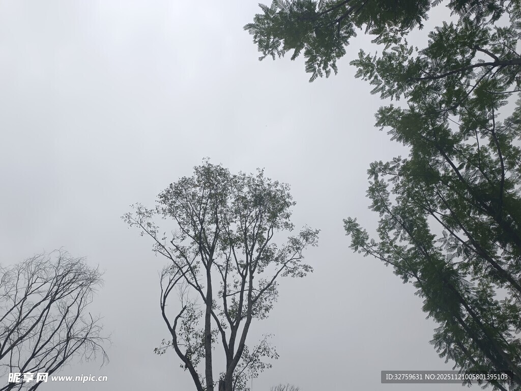 阴天里的几棵树木