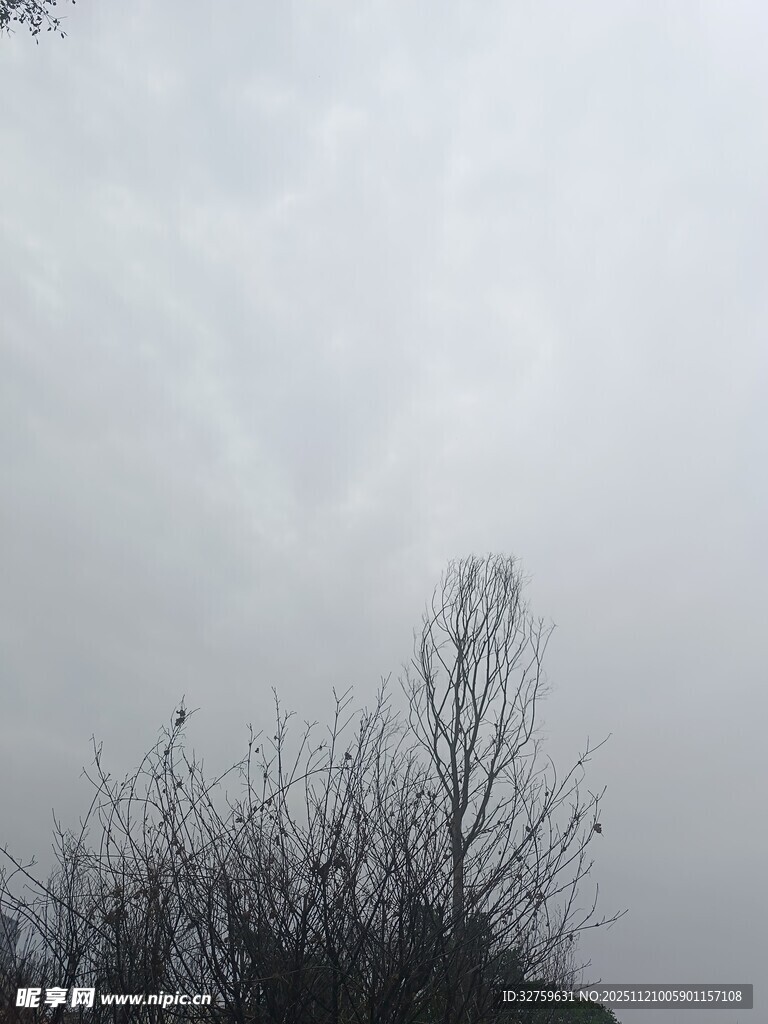 阴天中的枯树景象