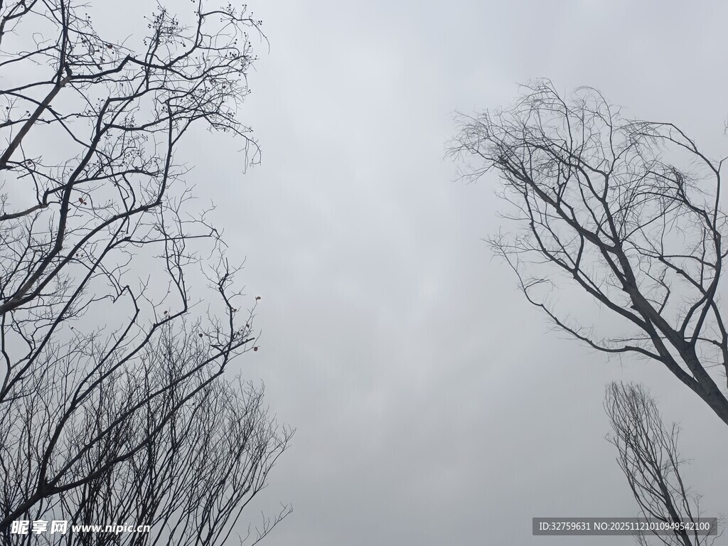 冬日枯树景象