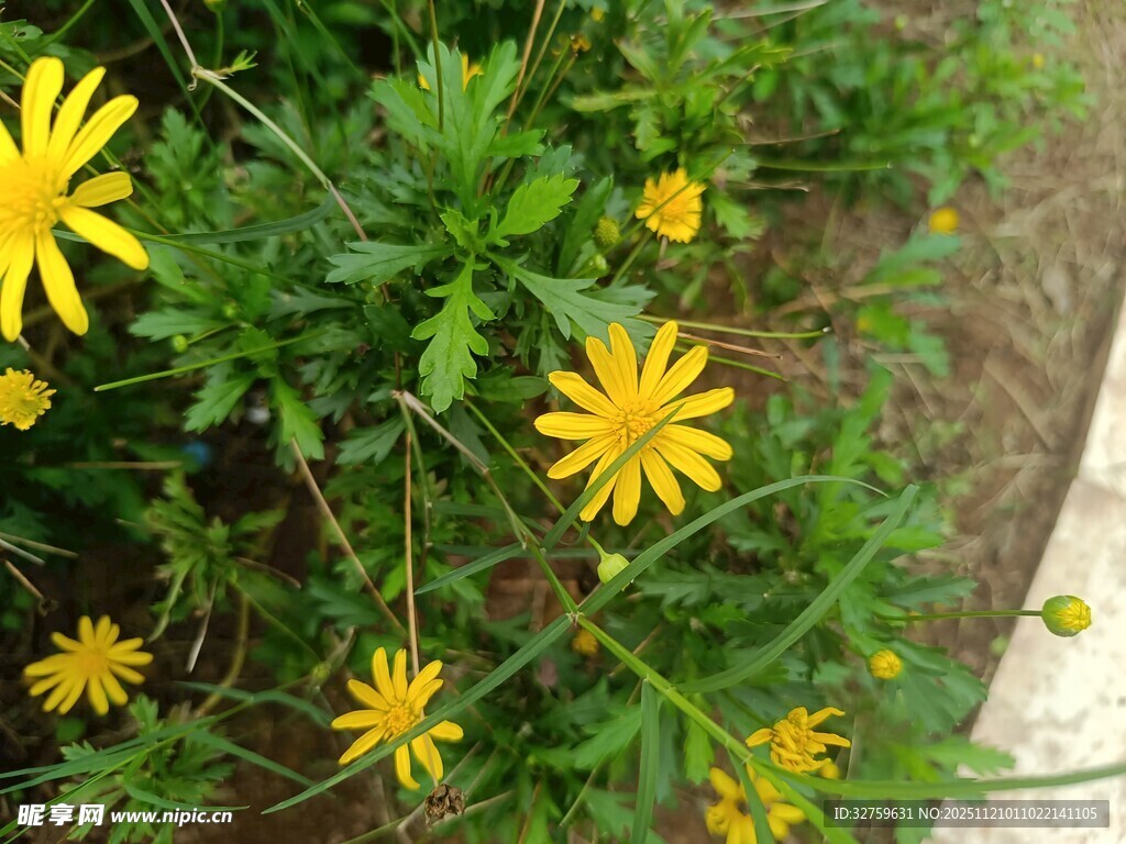 黄色小花绽放于绿叶间