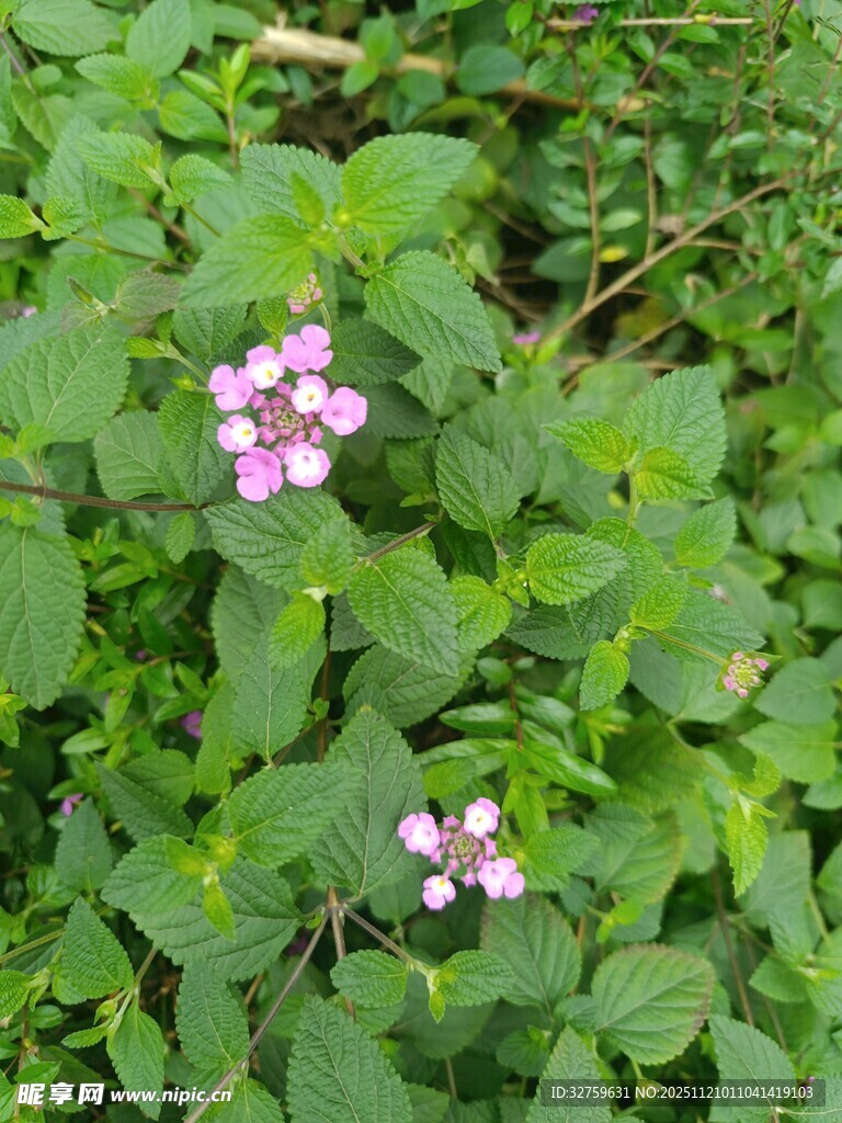 绿叶丛中的粉嫩小花