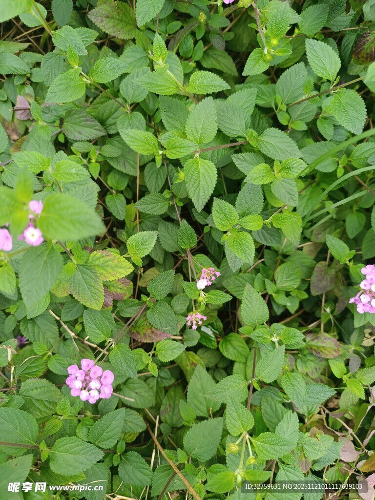 绿叶丛中的粉嫩小花