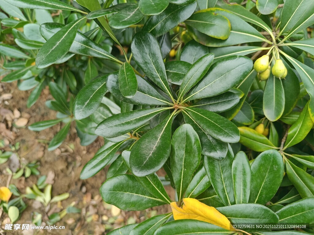 绿叶丛中的椭圆果实