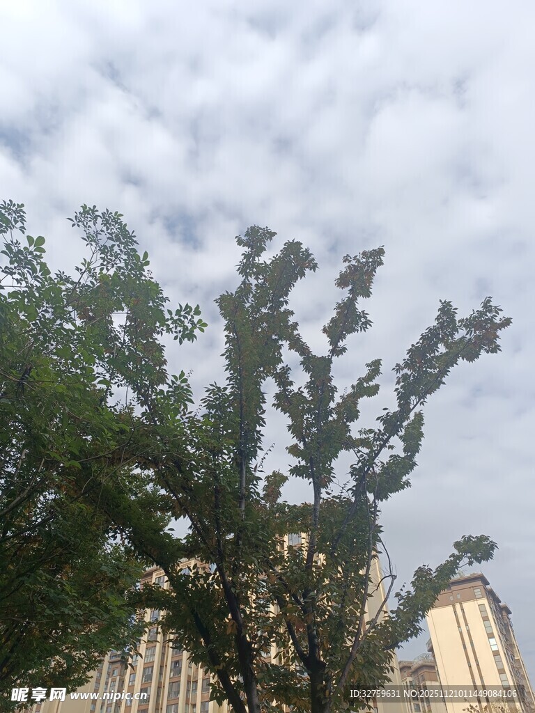 绿树映衬下的天空景象