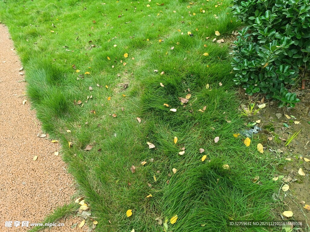 路边嫩绿草地与小花