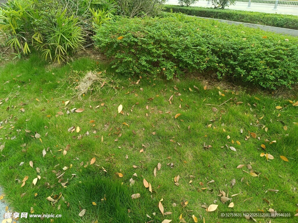 户外草地绿植景观