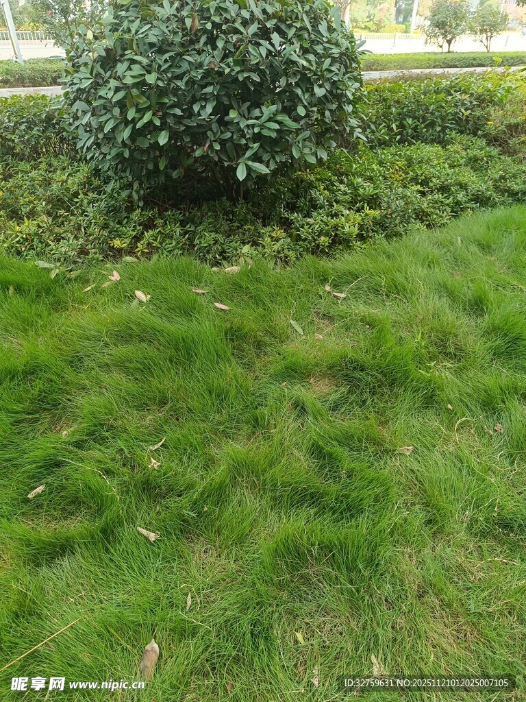 绿意盎然的草地与灌木