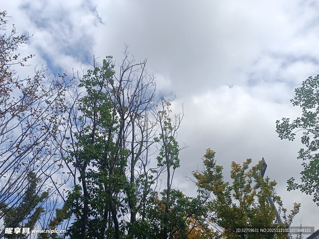 仰望天空下的繁茂树木