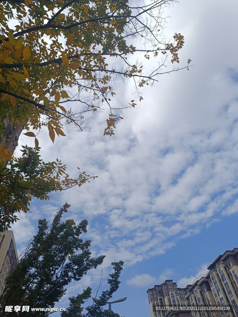 秋日树梢与蓝天白云