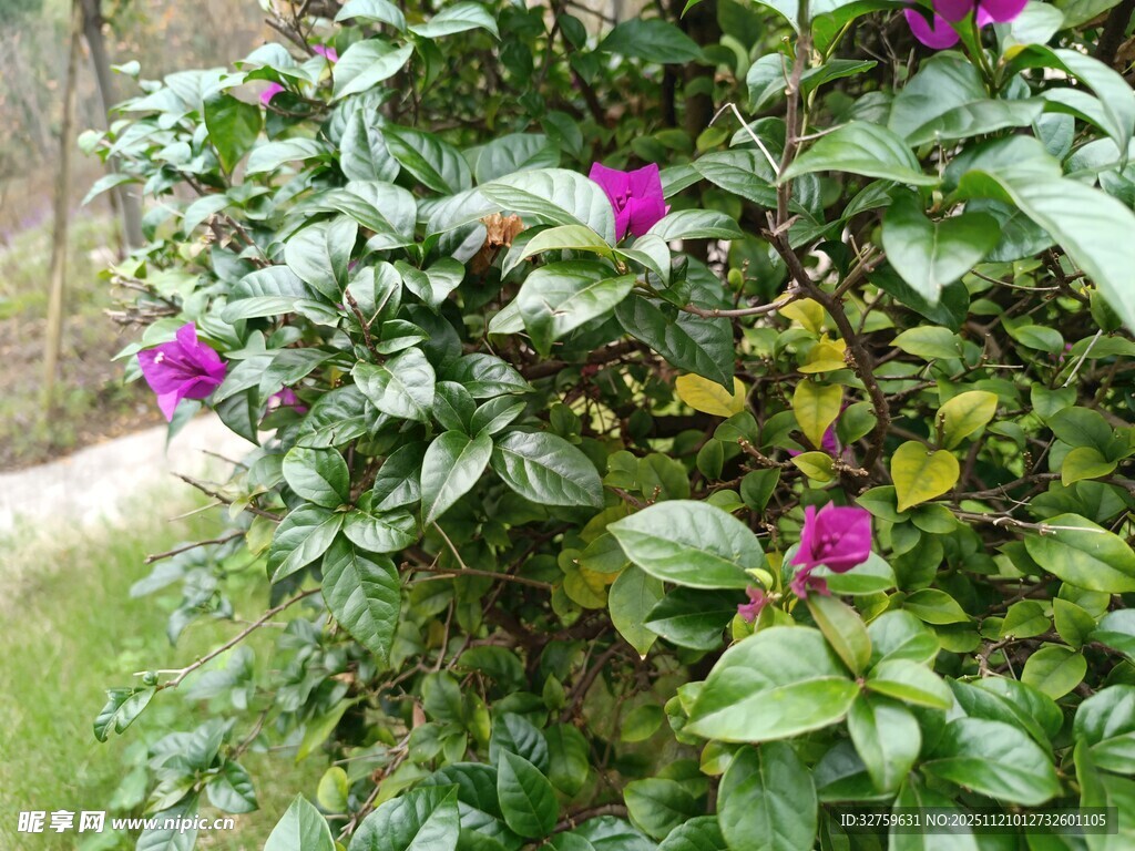 绿叶丛中的娇艳紫花