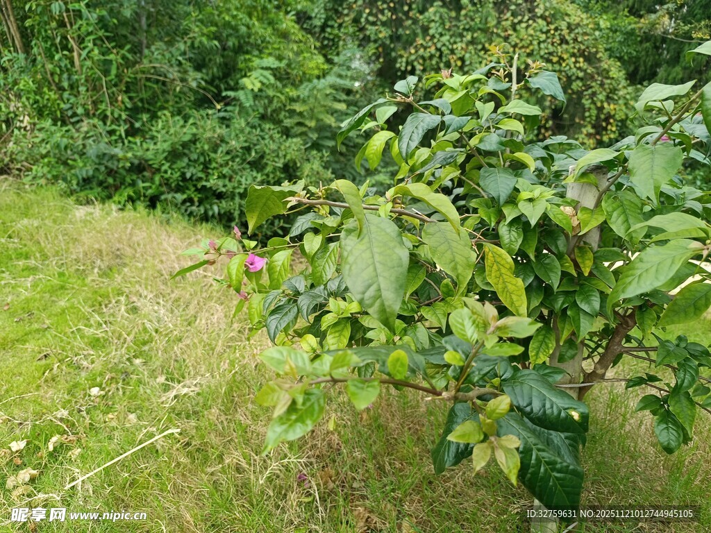 绿叶繁茂的户外树木