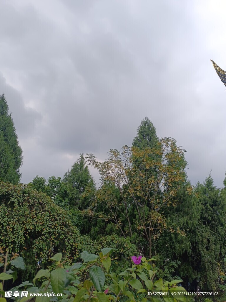 阴天中的繁茂绿植景观