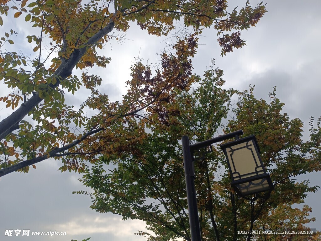 秋日街头的路灯与树木