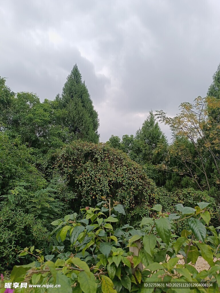 繁茂山林绿意盎然