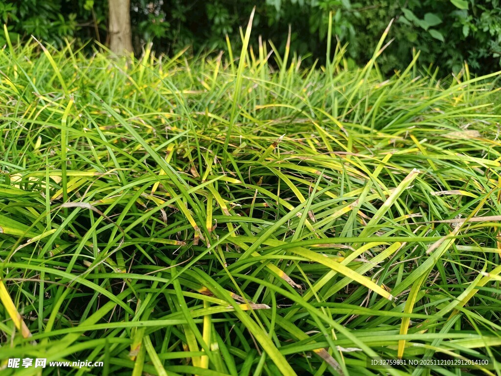 翠绿细长叶片的丛生植物