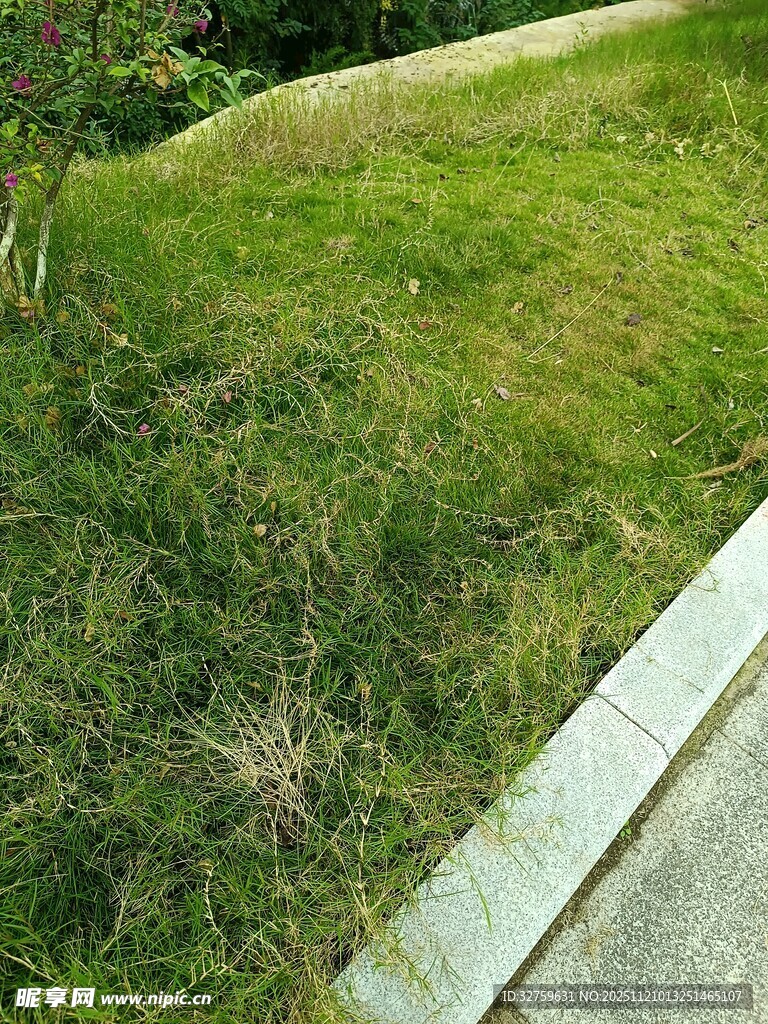 路边绿意盎然的草地景观