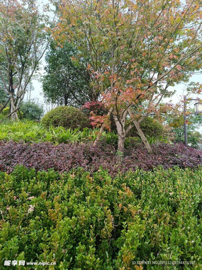 多彩园林植物景观