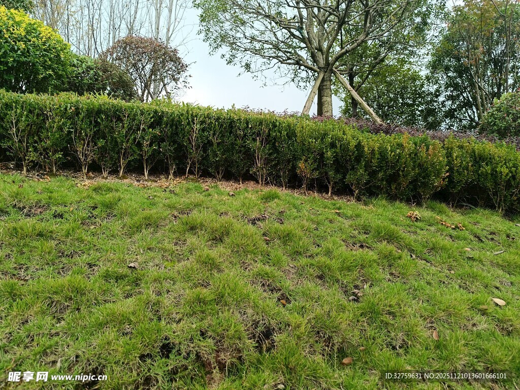 绿意盎然的草地与灌木景观