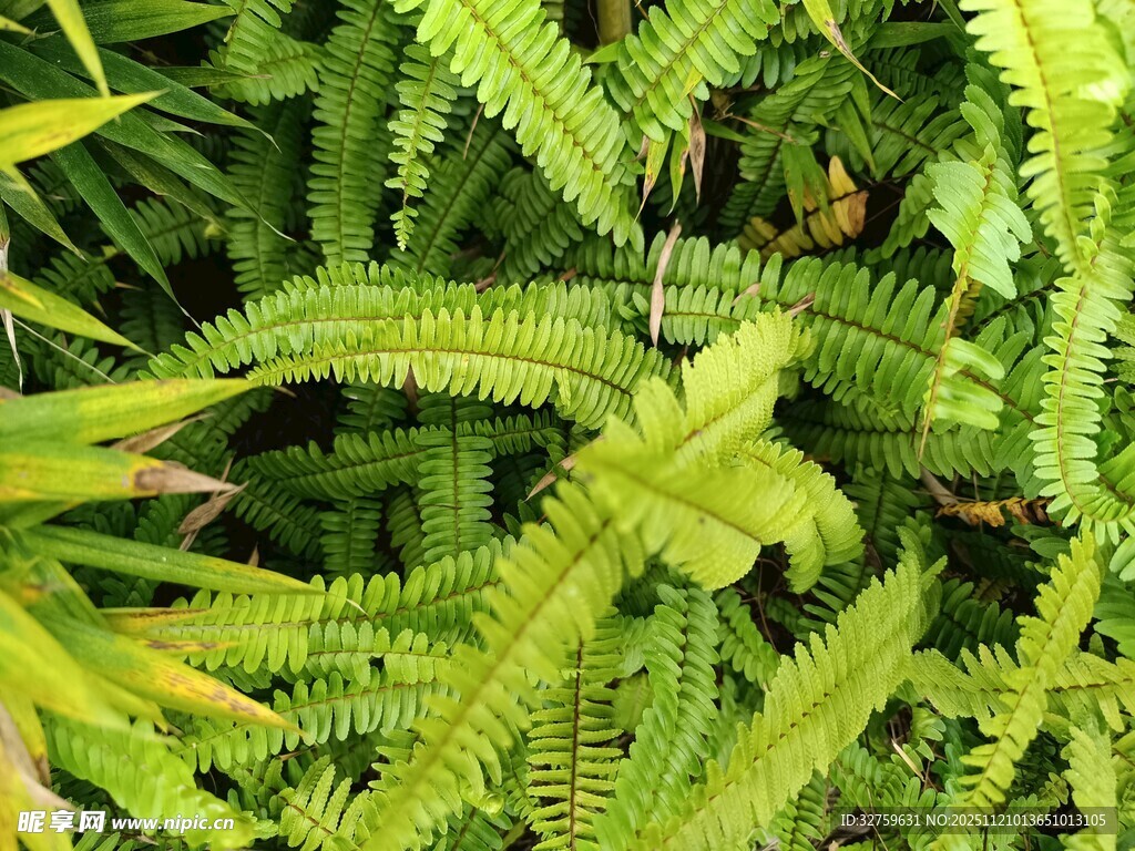 翠绿蕨类植物特写