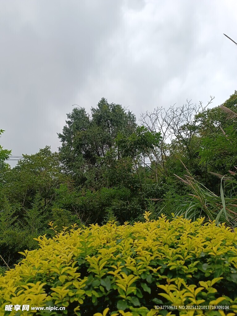 繁茂绿植与金黄花丛景观