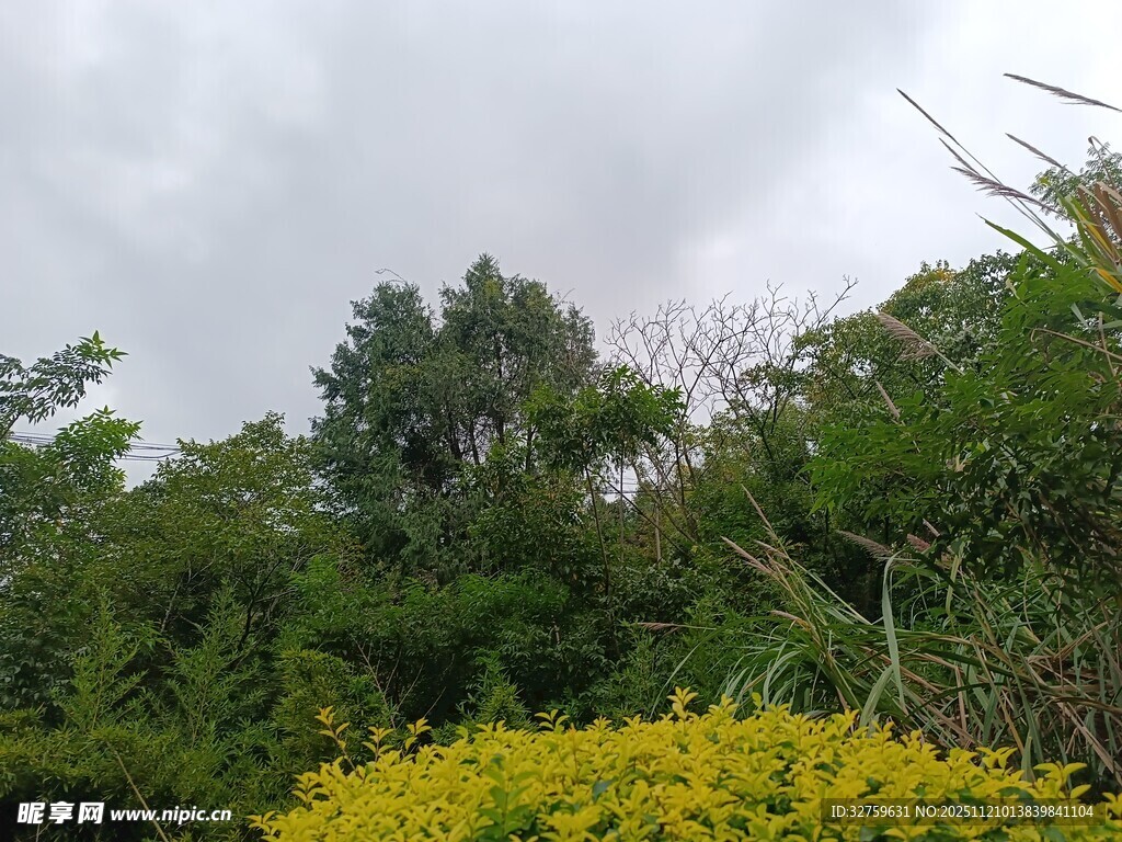 山林间的黄色花卉景观