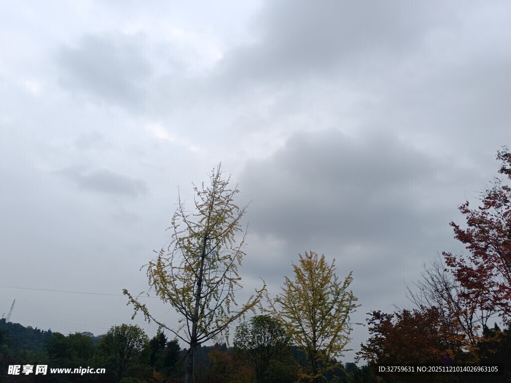 阴天中的多彩树木景观