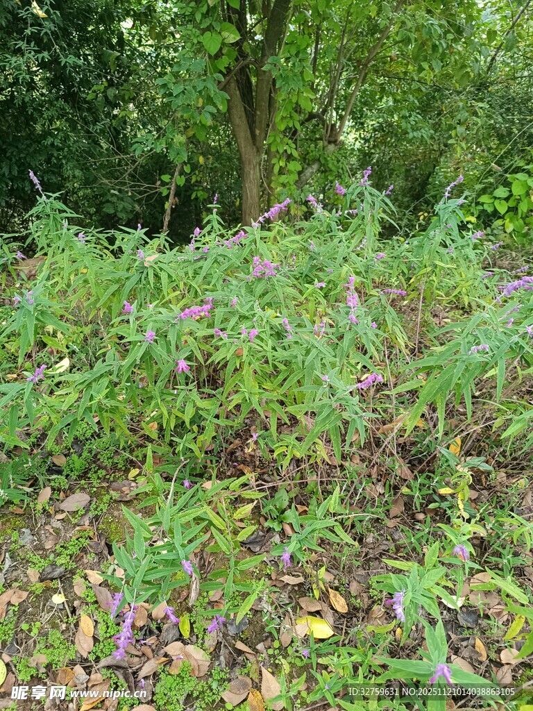 野外繁茂的绿植景观