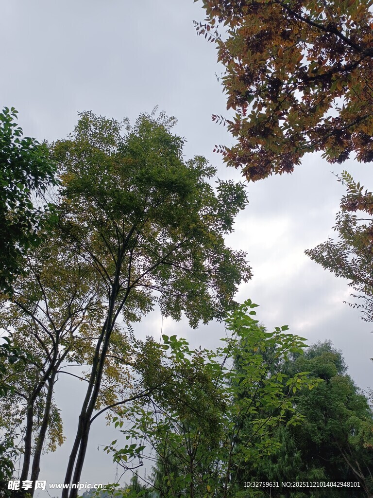 林间树木与天空景致