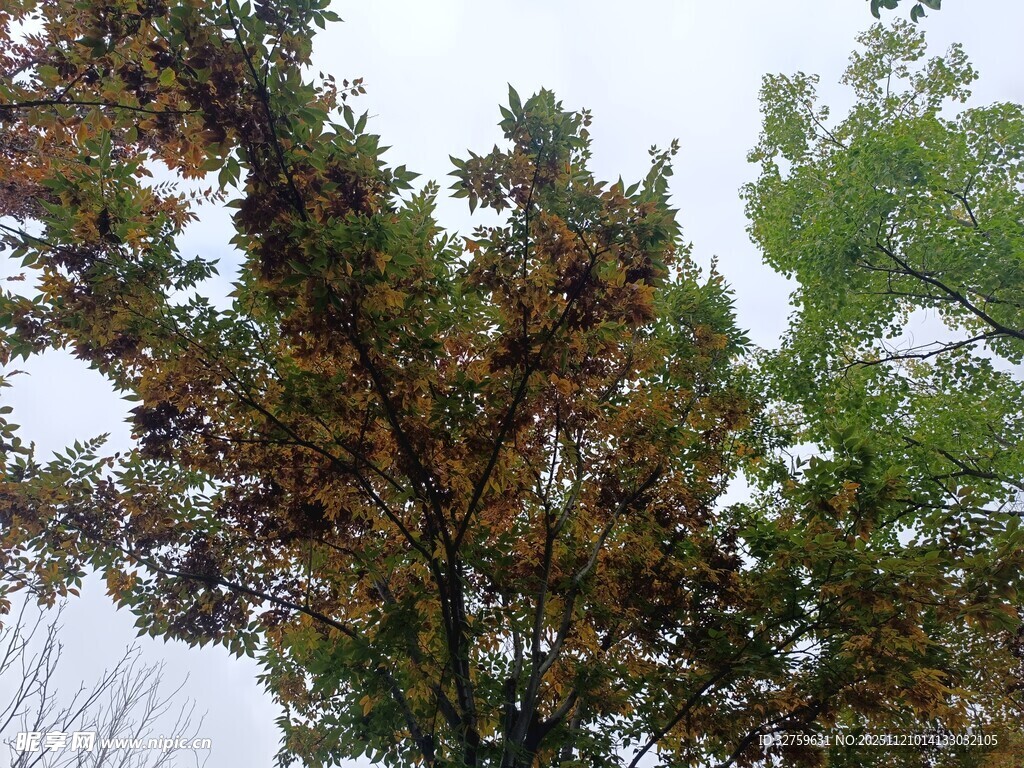 秋日斑斓树叶景观