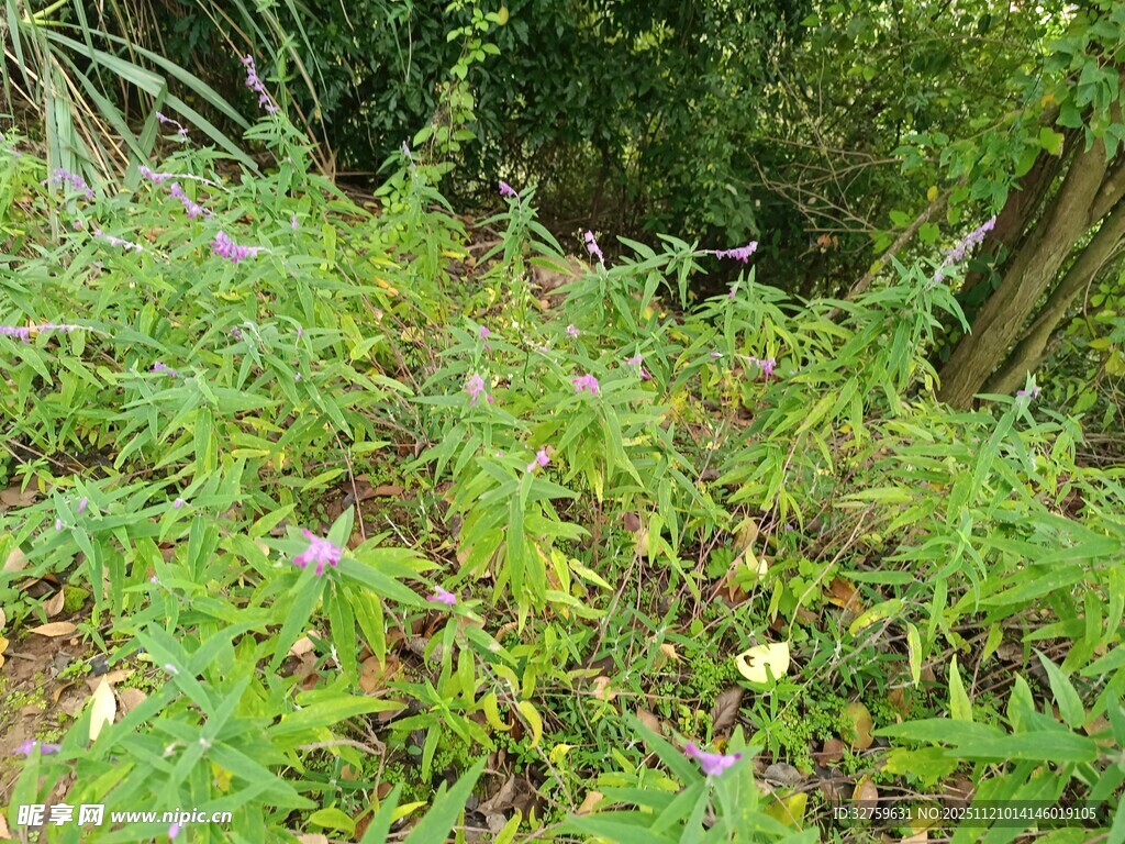 繁茂绿植中的多彩小花
