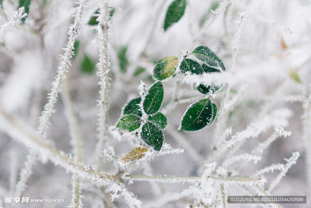 覆霜绿叶的清新景致