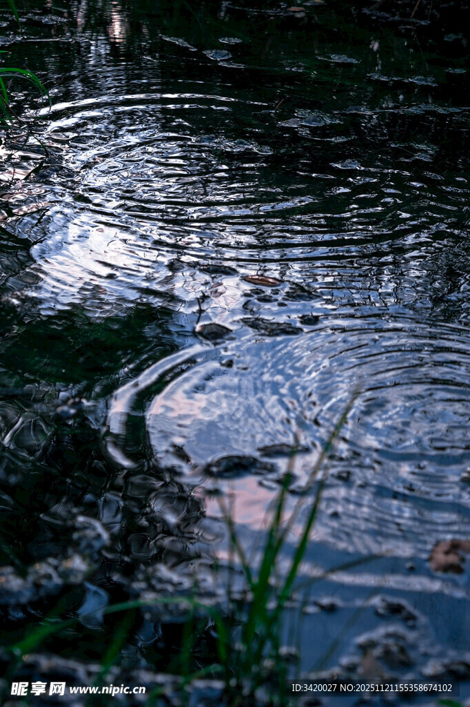 水面涟漪与岸边绿植景象