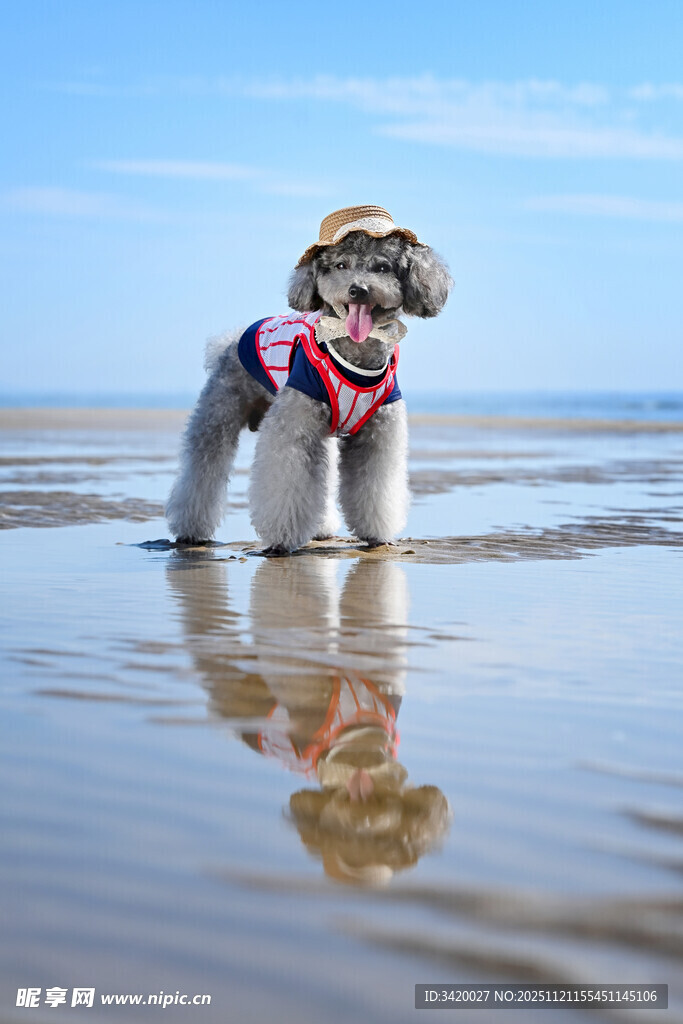 海边穿花衣的可爱小狗