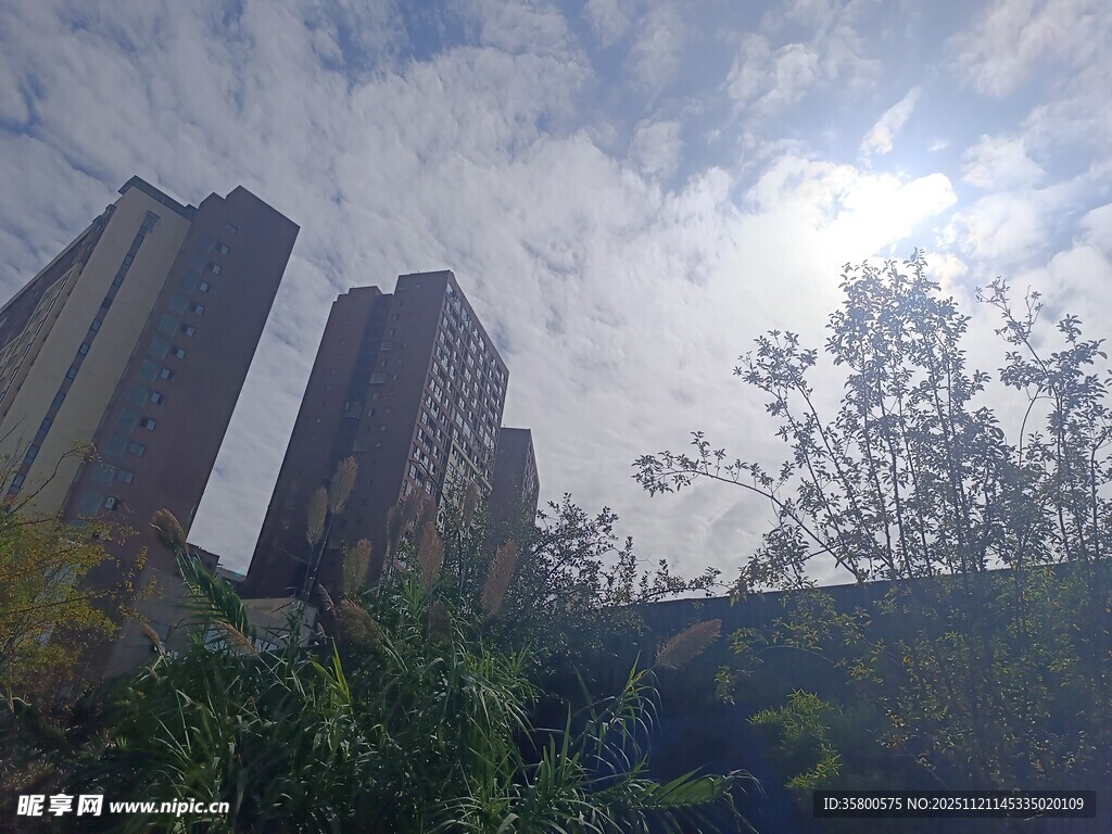 城市高楼与绿植景观