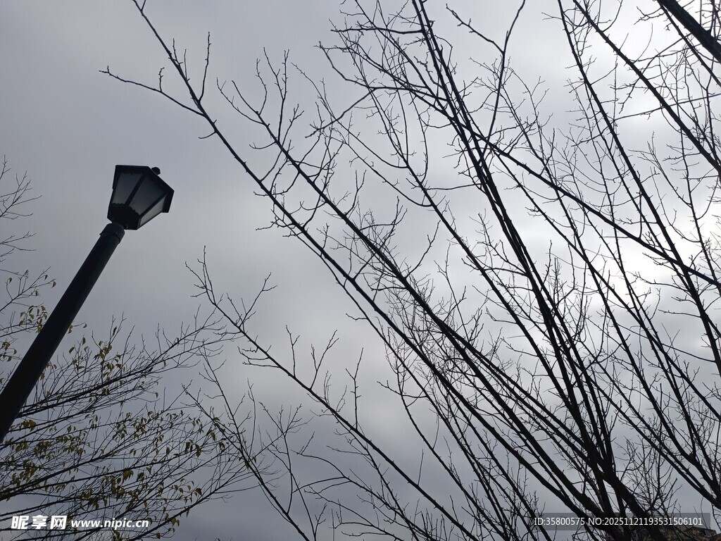 冬日树梢与路灯的清冷景象