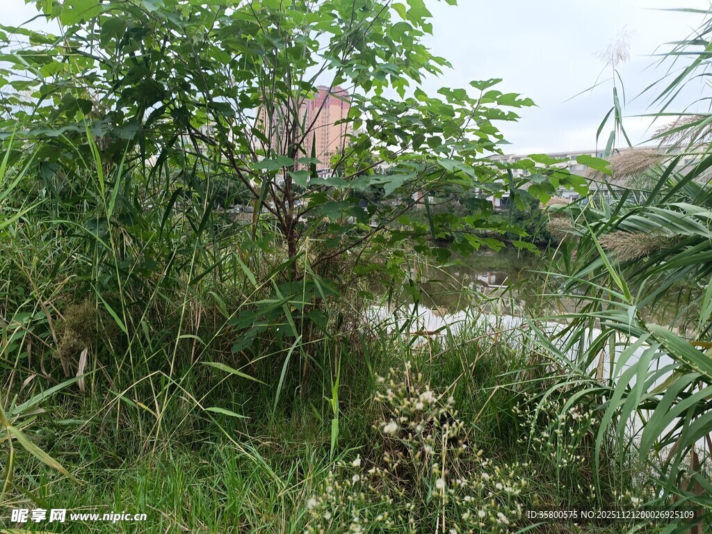 野外水边繁茂绿植景观