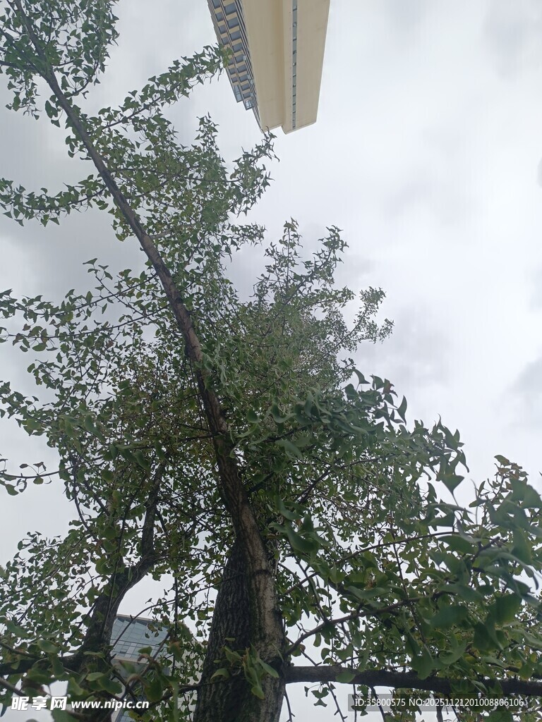 仰视视角下的繁茂绿树