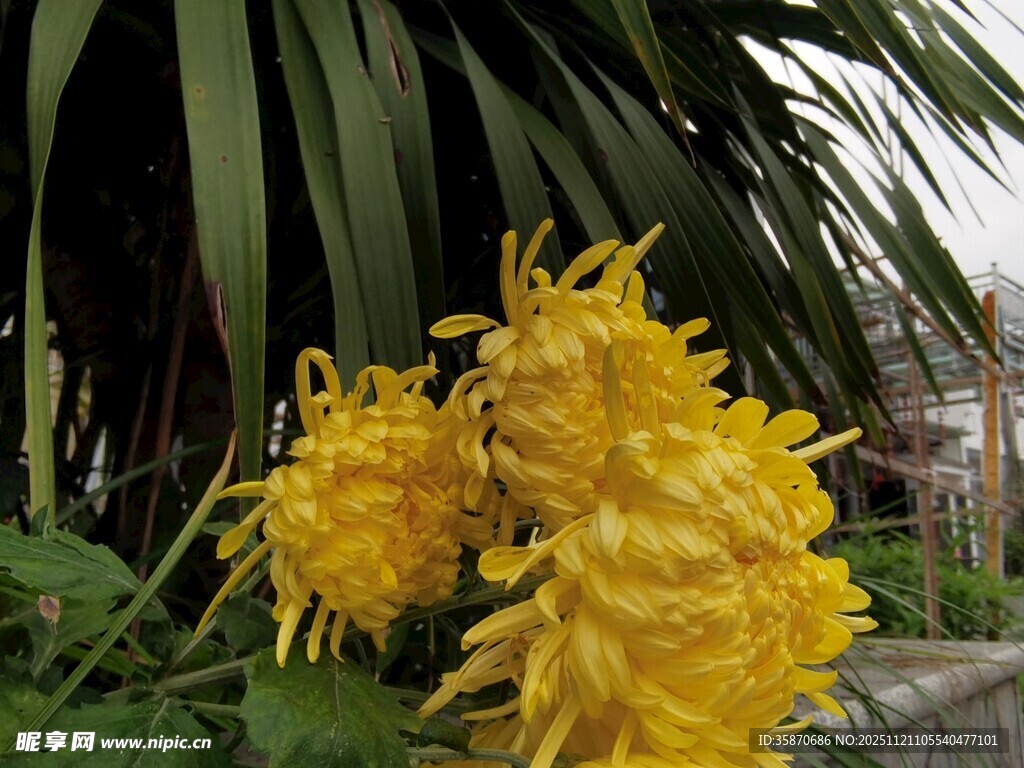 金黄苞片的蝎尾蕉花朵
