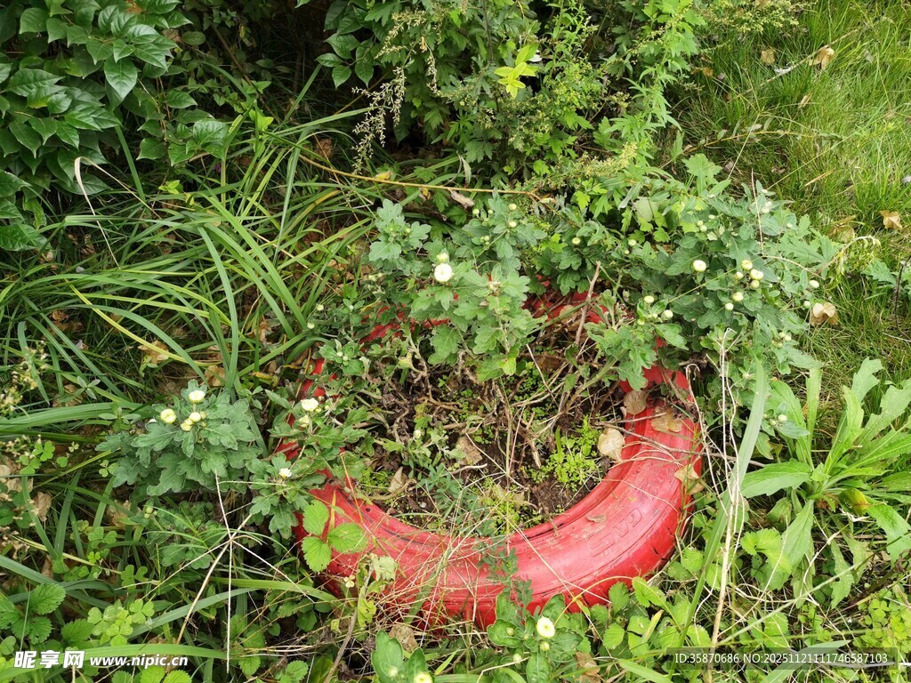 草丛中的红色旧轮胎