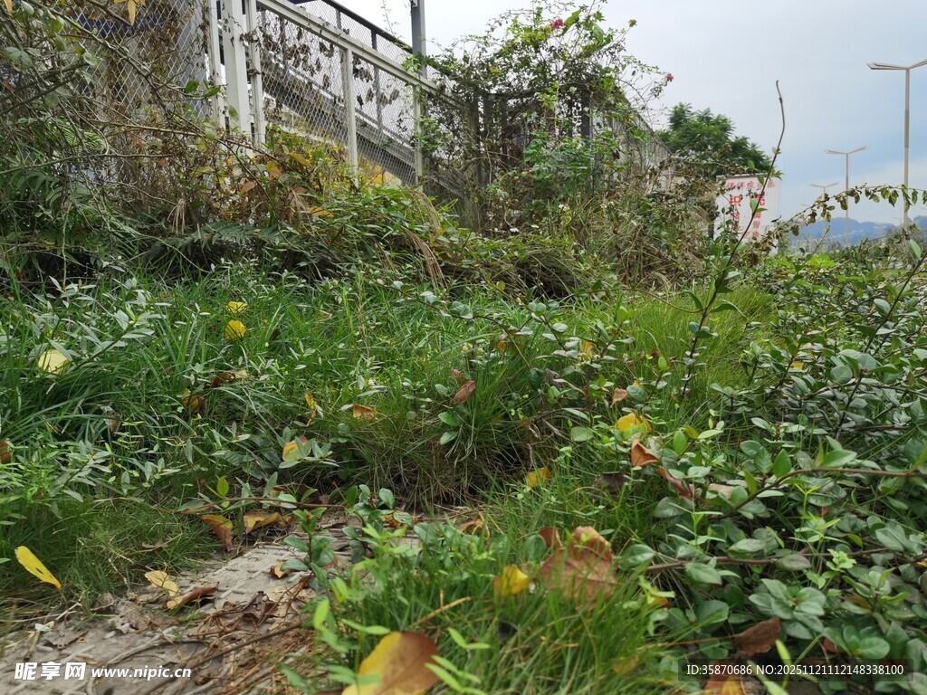 废弃地的繁茂野生植物