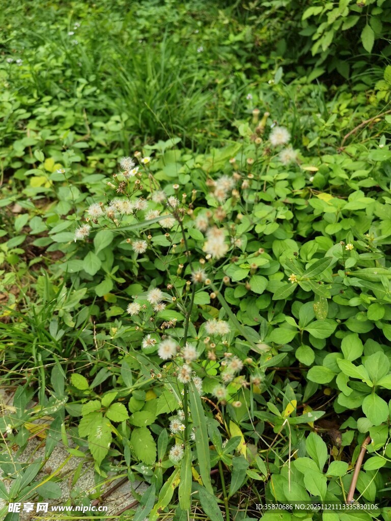 繁茂绿植生机盎然的景象