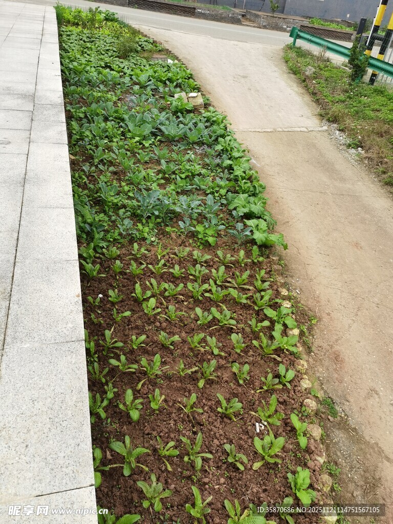 路边生机盎然的绿植景观