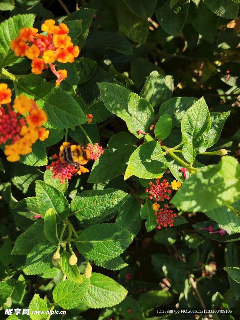 多彩花卉绽放绿叶间