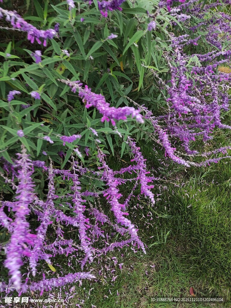 紫色穗状花卉绽放美景